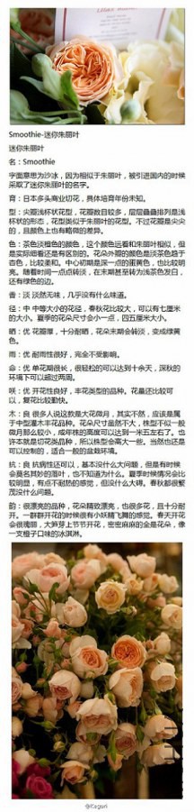 50-Smoothie-��������Ҷ.jpg