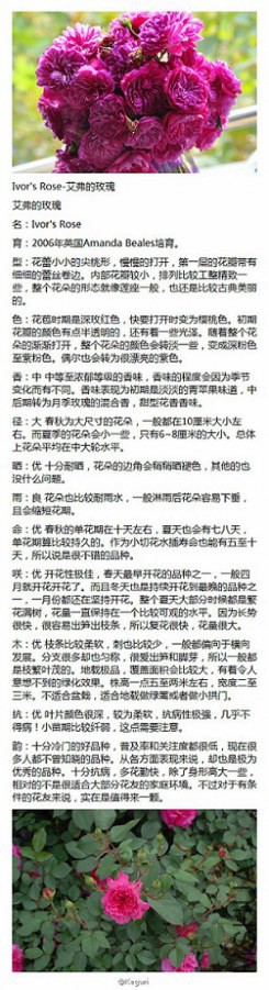 53-Ivor's Rose-������õ��.jpg