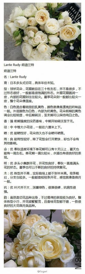 52-Lante Rudy-�������.jpg