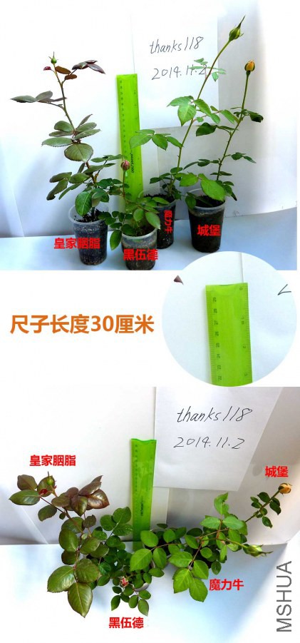 xiaomiao.jpg