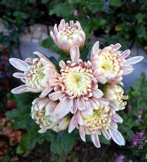�ջ����ʻ��籸�20141028A.jpg