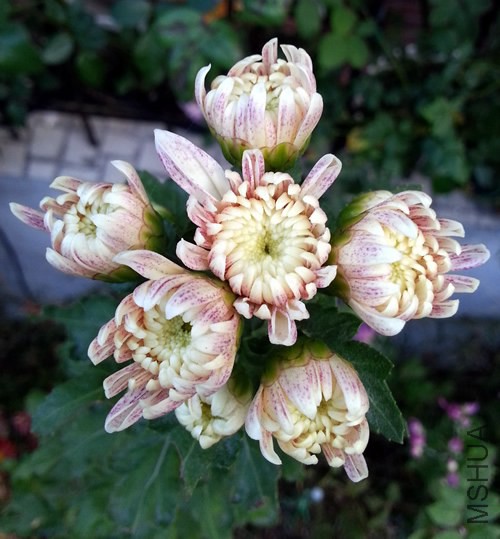 �ջ����ʻ��籸�20141028B.jpg