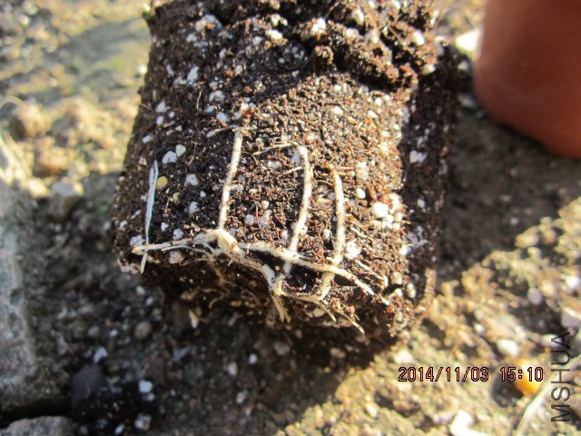 ���ȸ�ϵ�����ˡ�