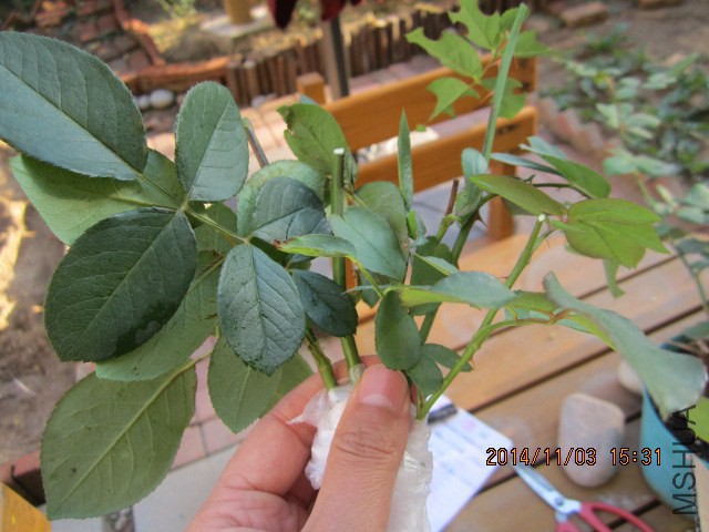 ���Ҷ�Ӵ�֦���Ǹ���������֧ϸ֦Ҷ�ӱ��е������ȣ����˸�������Ʒ�ֱ�ǩ��