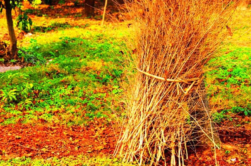 psb (1409)_����.jpg