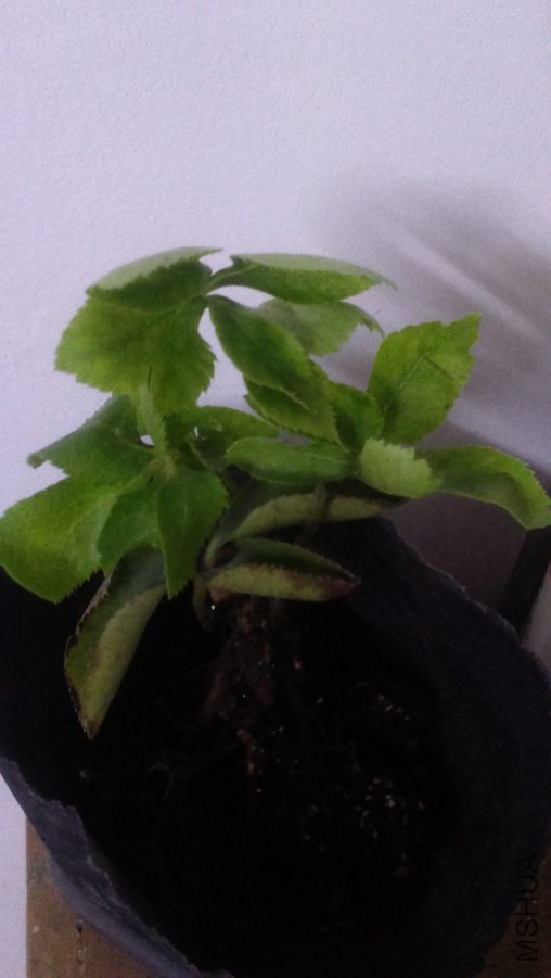 IMAG0641.jpg