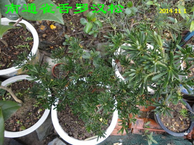 DSC06025_����.jpg