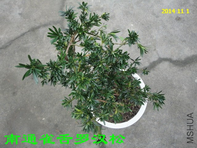 DSC06023_����.jpg