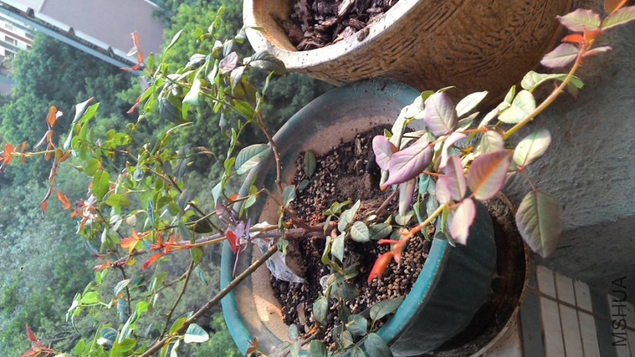 20141017075956.jpg