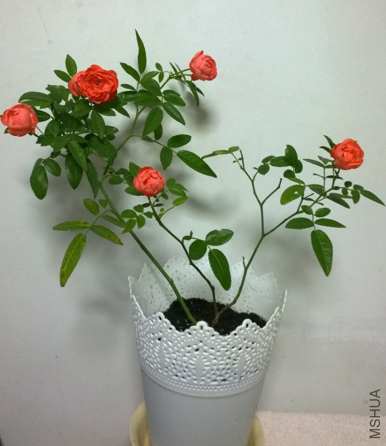 QQͼƬ20141104195932.jpg