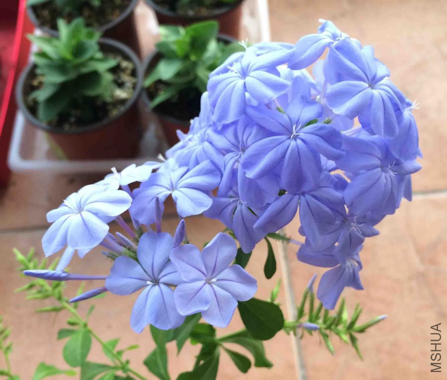 ��ѩ����ʢ�� (3)����.jpg