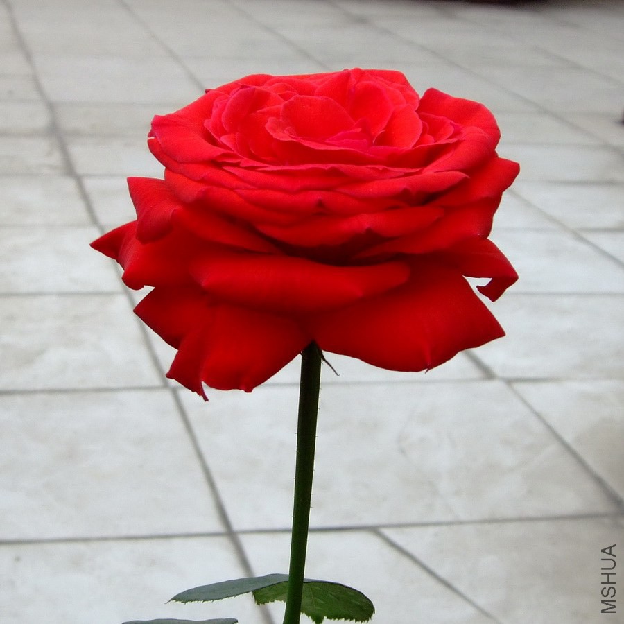 DSCF2901000.jpg
