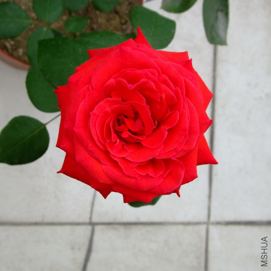 DSCF288600.jpg