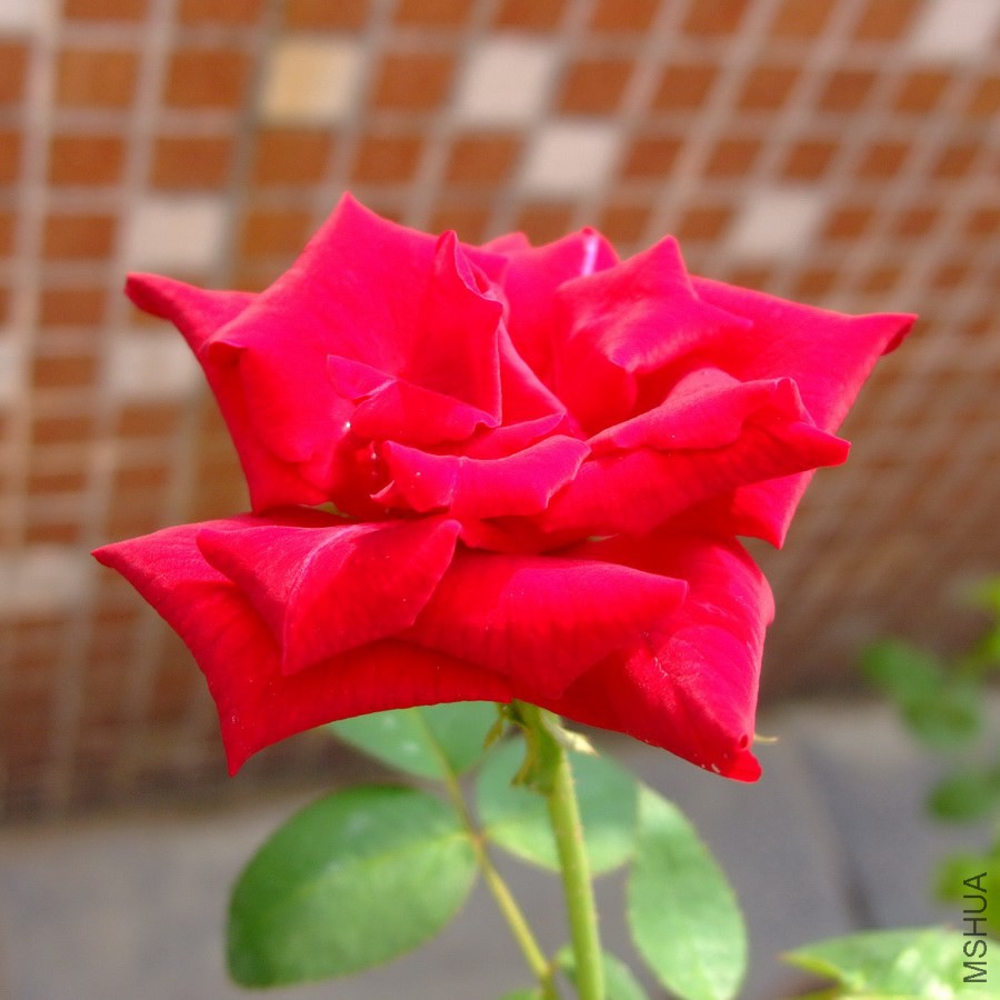 DSCF1596v.jpg