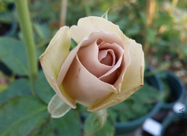 QQͼƬ20141104105713.jpg
