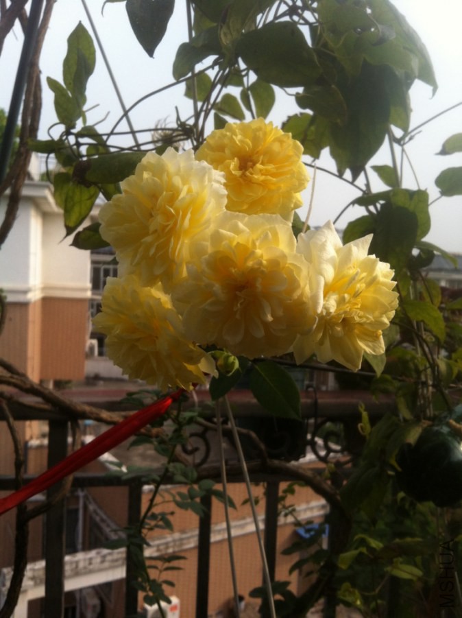��Ƭ 017.jpg
