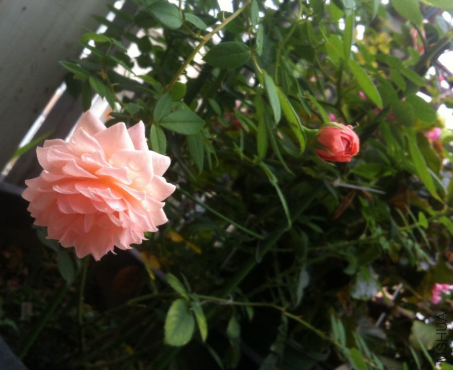 ��Ƭ 021.jpg