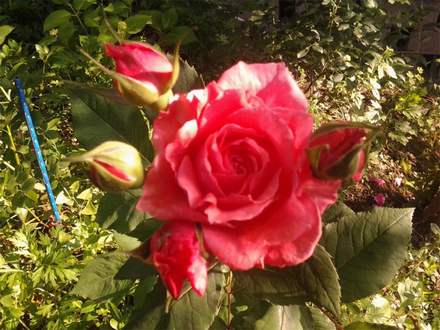 20140506_080642.jpg