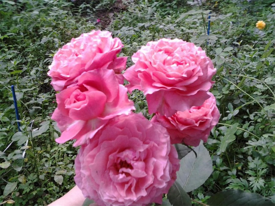 20140511_172400.jpg