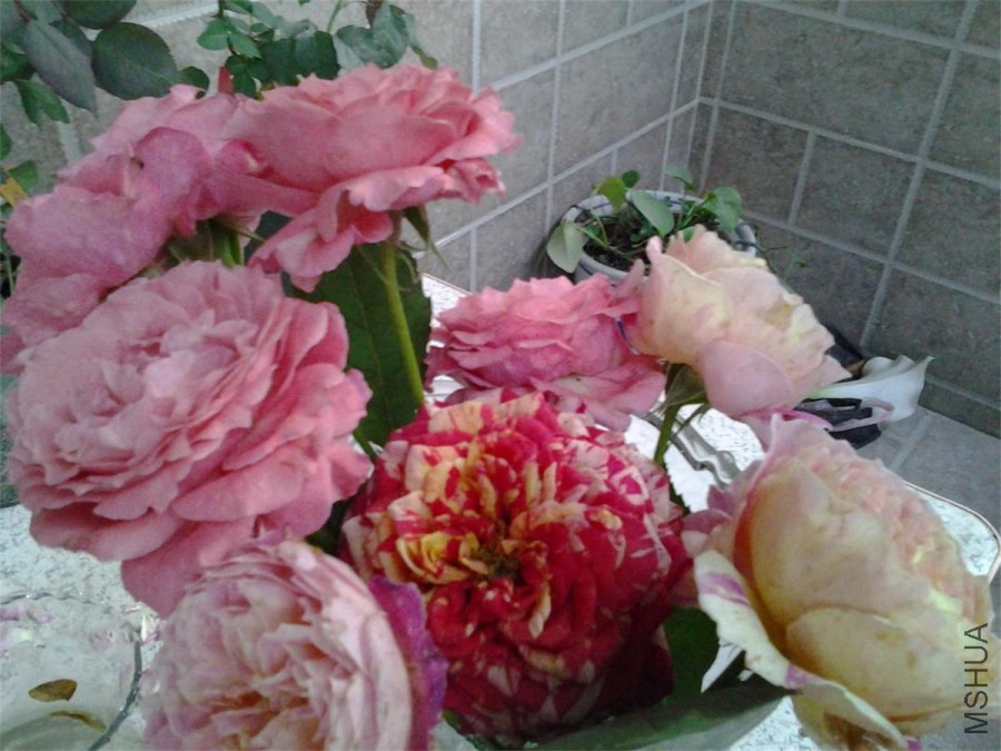 20140511_192304.jpg