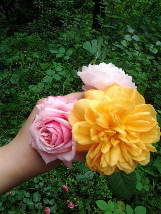 20140514_113128.jpg