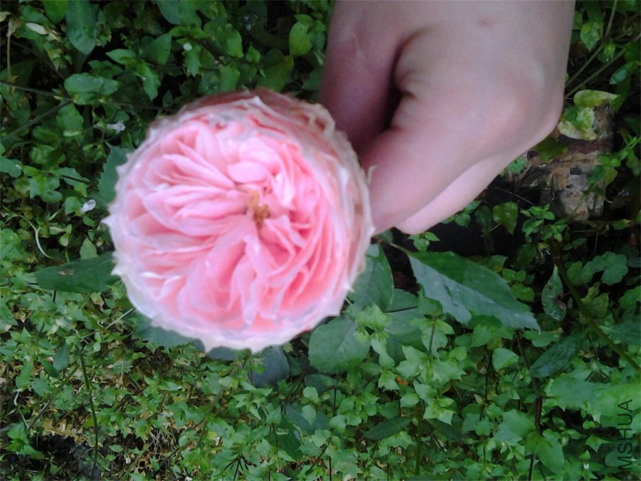 20140519_100015.jpg