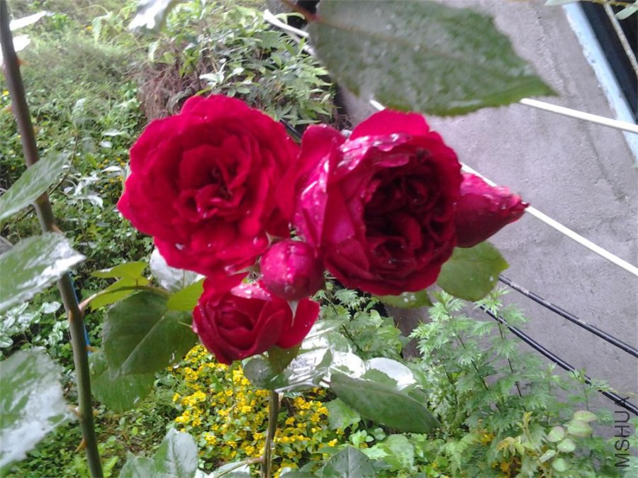 20140522_172905.jpg