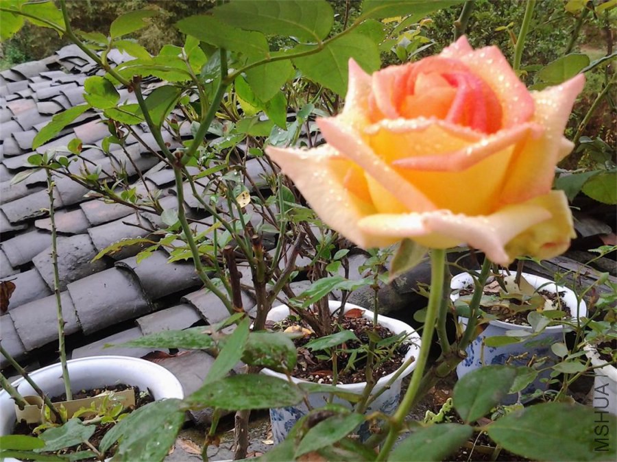20141102_120819.jpg