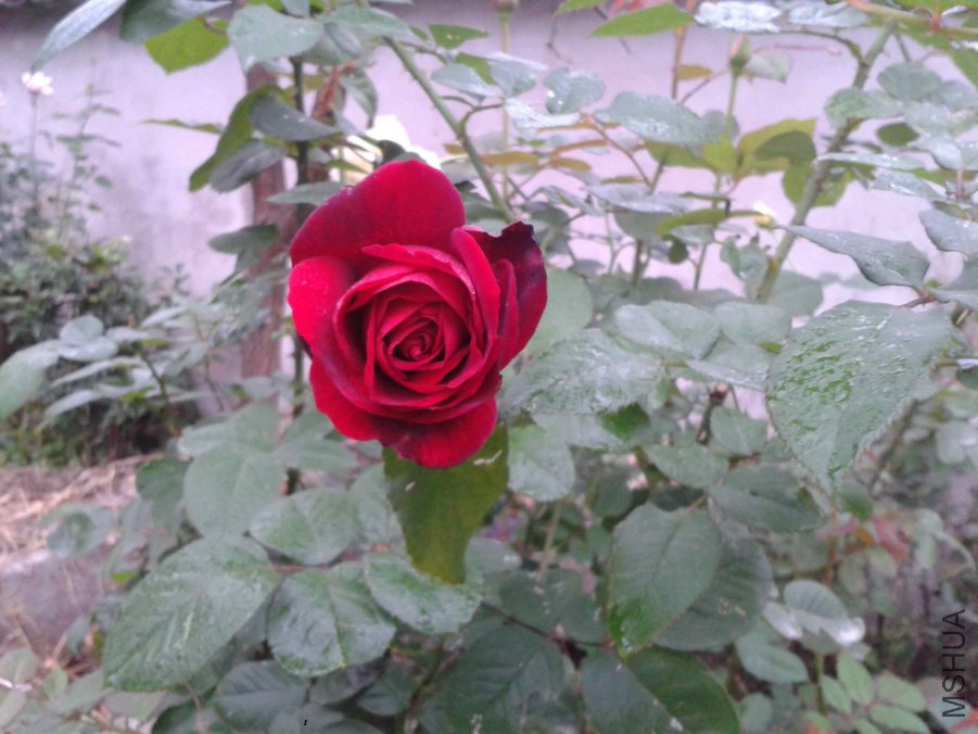 2014-11-06 07.01.15.jpg