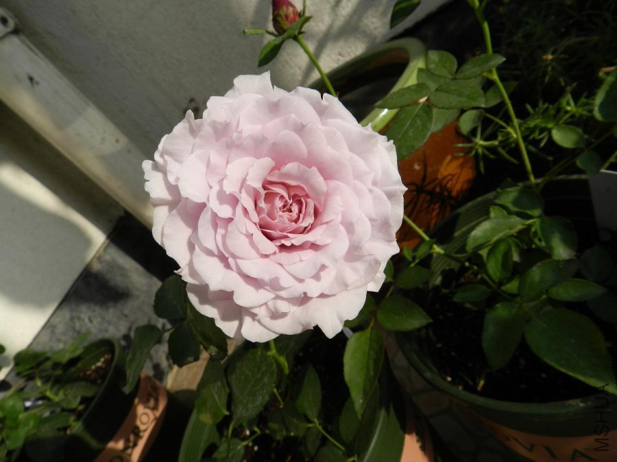 DSCN2031.jpg