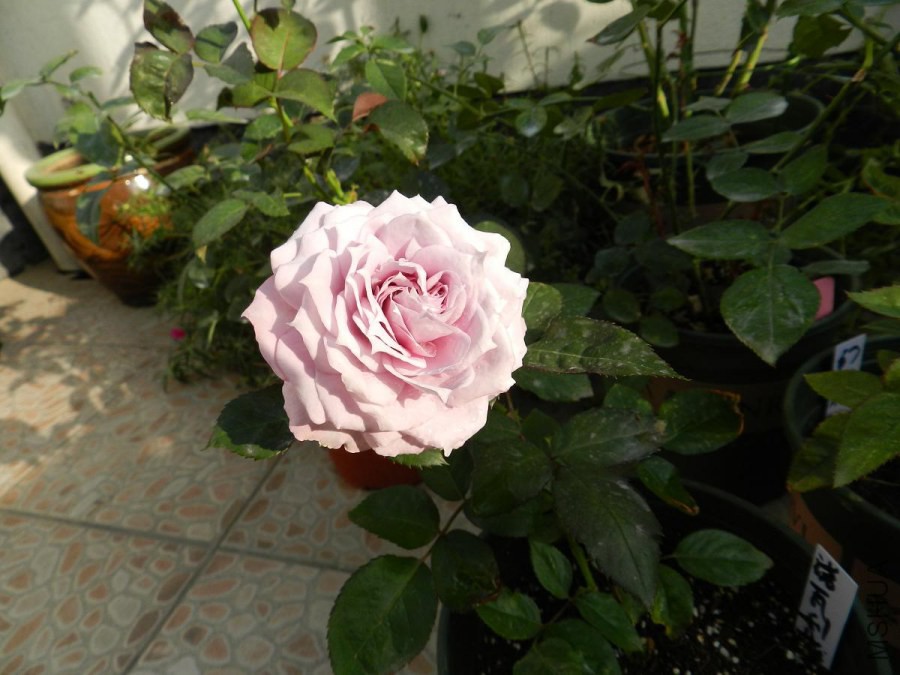 DSCN2027.jpg