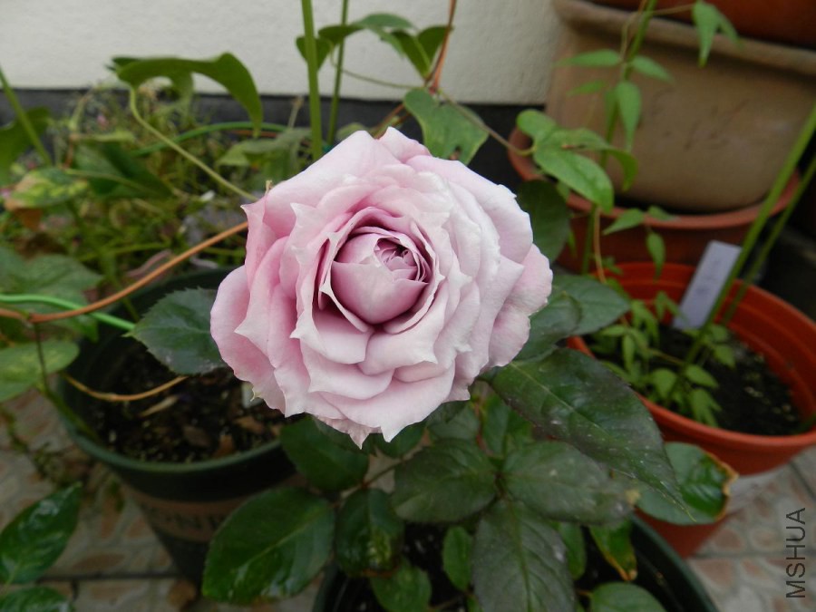 DSCN2020.jpg