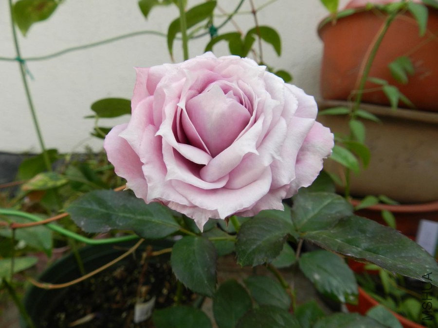 DSCN2021.jpg