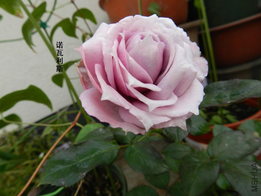 DSCN2022.jpg