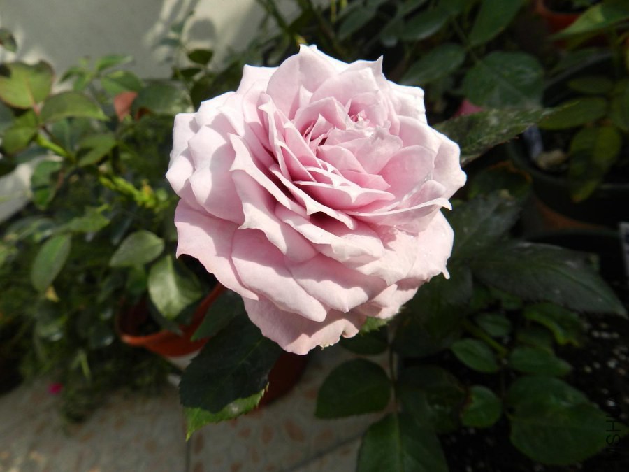 DSCN2028.jpg