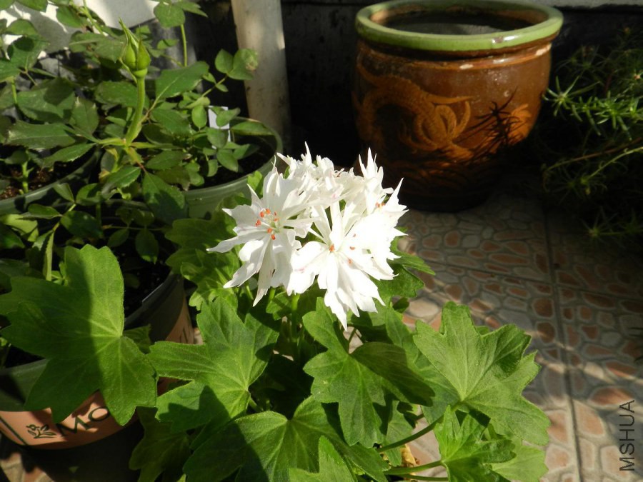 DSCN2032.jpg