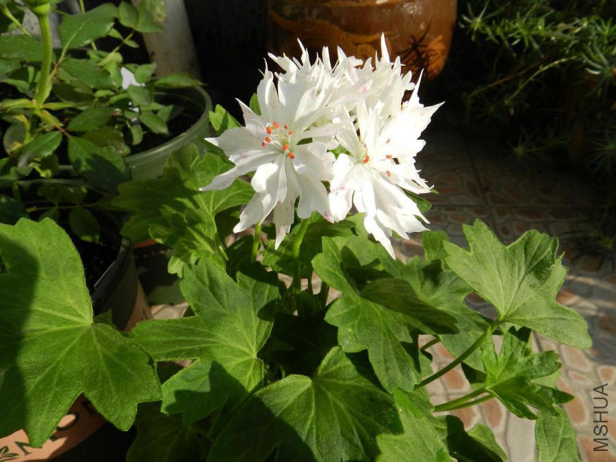 DSCN2033.jpg