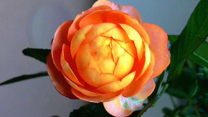P1090631.jpg