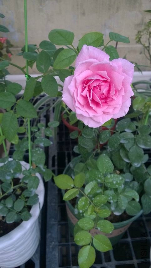 ���ɾ���