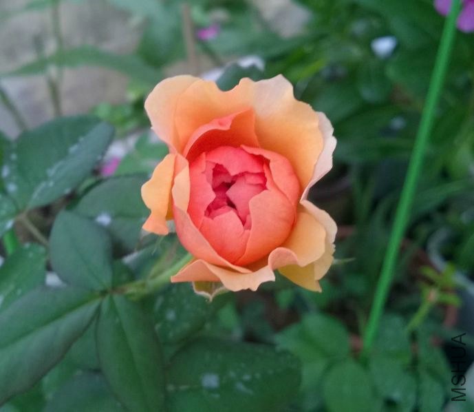 ά������