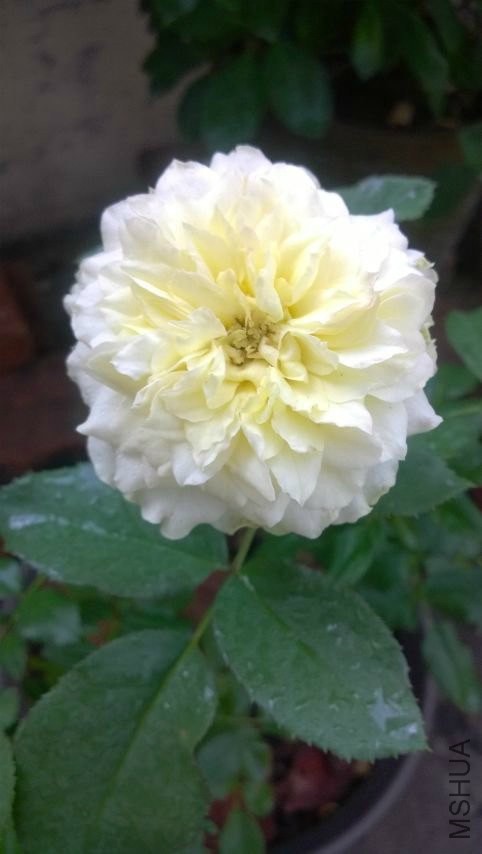 �¹�����