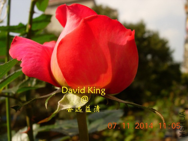 lgDSCN0628_resize.JPG