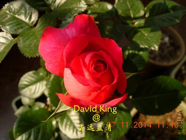 lgDSCN0672_resize.JPG