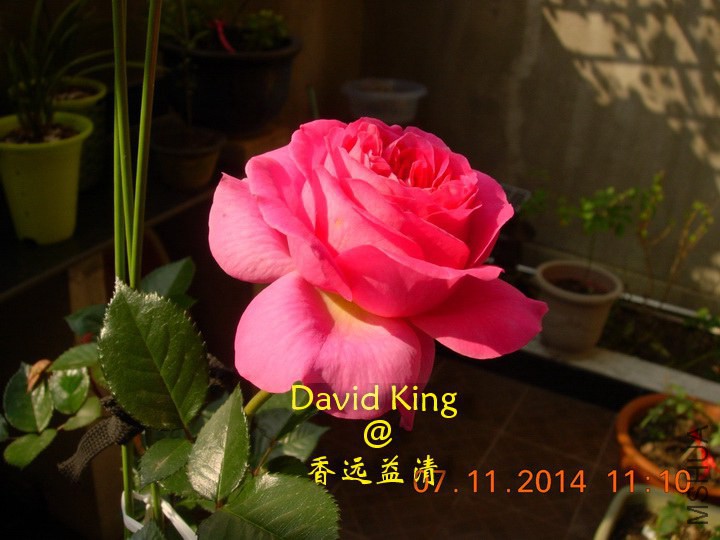 lgDSCN0690_resize.JPG