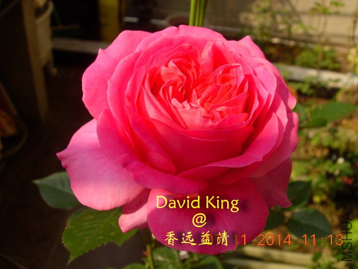 lgDSCN0710_resize.JPG