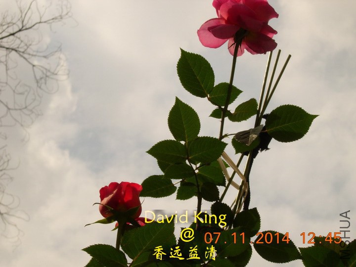 lgDSCN0819_resize.JPG