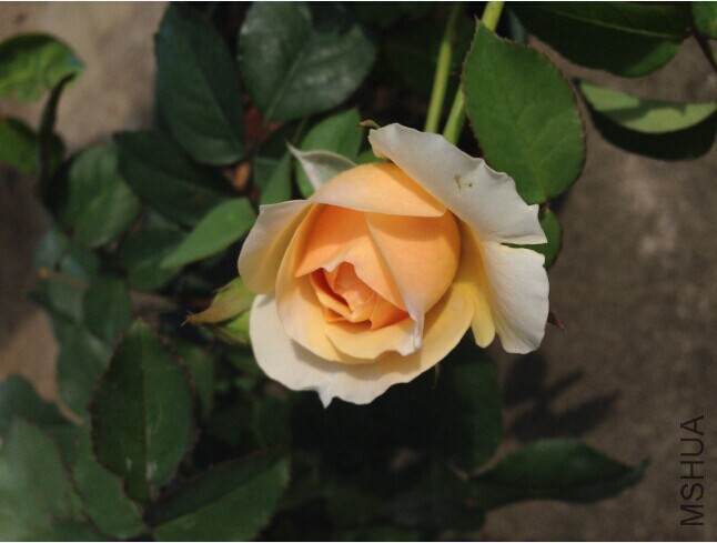 QQͼƬ20141107155432.jpg