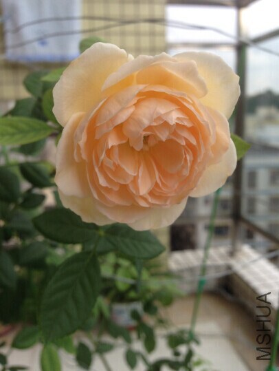 QQͼƬ20141107155658.jpg