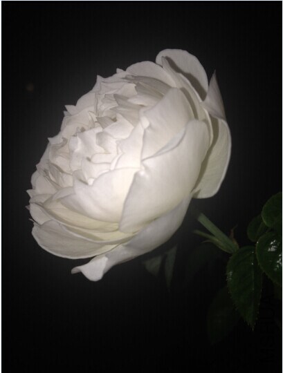 QQͼƬ20141107155957.jpg