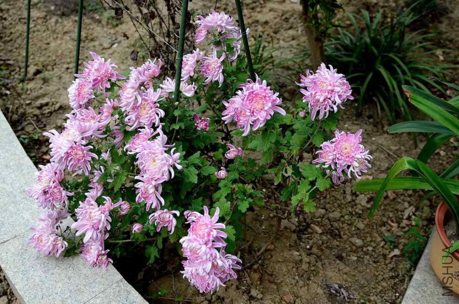 DSC_0890.jpg